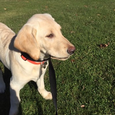 Profile Picture of Andy Hoch (@CoachHochTF) on Twitter