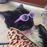 Profile Picture of КИРИЛЛ | ФИТНЕС ТРЕНЕР (@_kirking) on Instagram