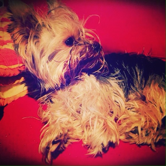 Profile Picture of Mojo Mijic (@mojomijic123) on Poshmark