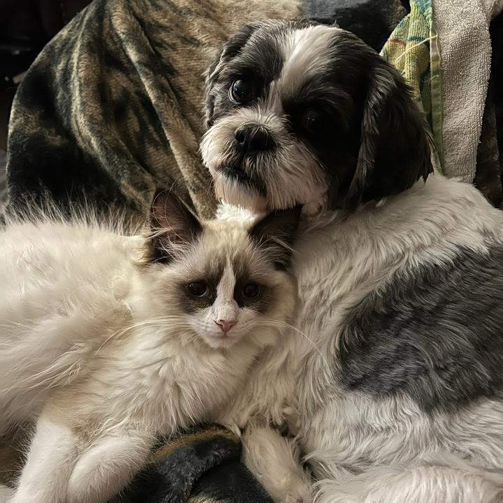 Profile Picture of TamMcCann (@tamlynn1203) on Tiktok