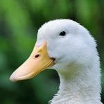 Profile Picture of Wesley Joseph Ramsey (@doodlieduck) on Instagram