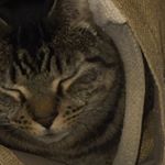 Profile Picture of James Maile (@jamesmaile96) on Instagram