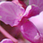 Profile Picture of Tiffany (@tiffany fridy) on Flickr