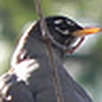 Profile Picture of Mike Mahoney (@mike photo2011) on Flickr