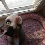 Profile Picture of jolly_rex (@jolly_rex) on Instagram