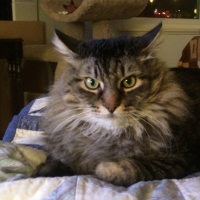 Profile Picture of Cassandra Fitzgerald (@LadyDisdain19) on Twitter