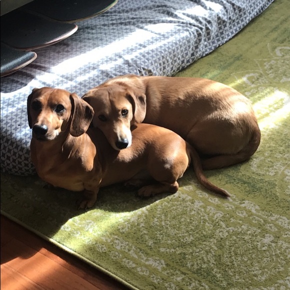 Profile Picture of Jonas Gonzalez (@jcorgo) on Poshmark