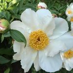 Profile Picture of Elham Tabassi (@ellataba48) on Instagram