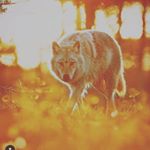 Profile Picture of jared pena (@penajared1990) on Instagram