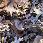 Profile Picture of Chris Mastro (@chrismastro68) on Instagram