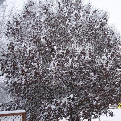 Profile Picture of Maureen Dunne (@MizMo55) on Twitter