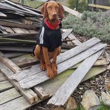 Profile Picture of Jesse Gibbins (@GibbinsJesse) on Twitter