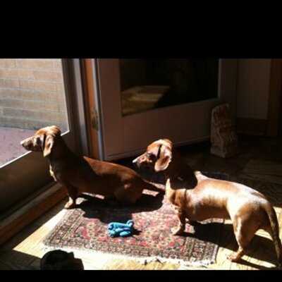 Profile Picture of Julia Schneider (@jules0schneider) on Twitter