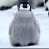 Profile Picture of Ivan Mac Donald (@@penguin.of.positivity) on Tiktok