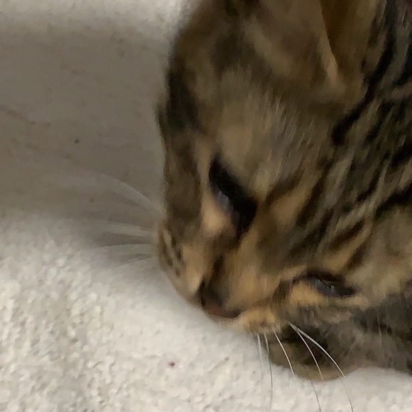 Keenan Scott - Poshmark Profile Picture of Keenan Scott (@keebabab) on Poshmark