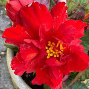 Profile Picture of STEVE WOOD (@STEVEWOOD-hs4eu) on Youtube