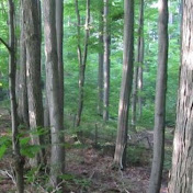 Profile Picture of David Browning (@davidbrowning2135) on Youtube