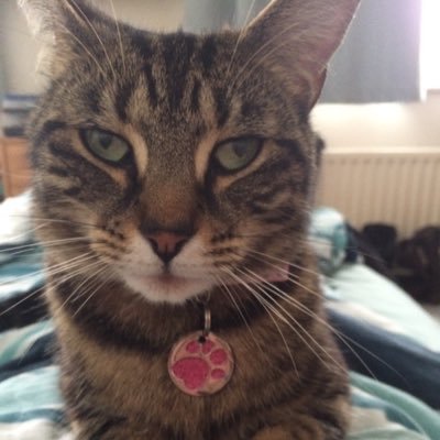 Profile Picture of Jenna Appleton (@crazycatlady_84) on Twitter