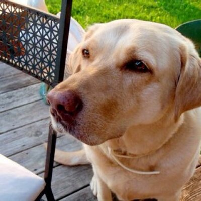 Profile Picture of Andy Bouchard (@Dissadog) on Twitter