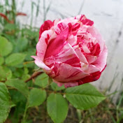 Profile Picture of Jody Chapman (@acroelsa) on Youtube