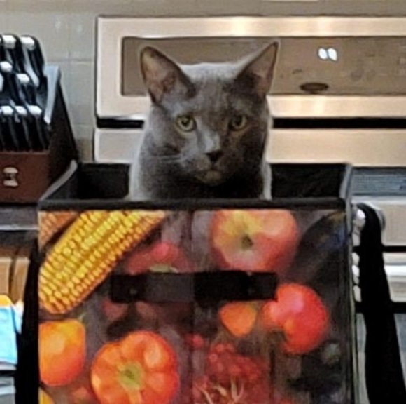 Profile Picture of Cindy Rosser (@cmrosser7412) on Poshmark