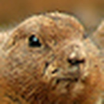 Profile Picture of Brian Taylor (@_brian_taylor_) on Flickr