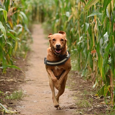 Profile Picture of Michael Cherrington (@MichaelCherrin5) on Twitter