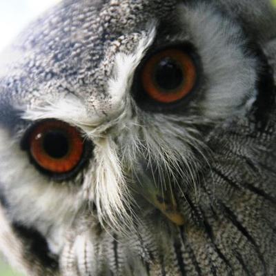 Profile Picture of Andrew Hensley (@MyJakedog13) on Twitter