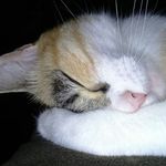 Profile Picture of Tequila Heinz (@tequila_tete) on Instagram