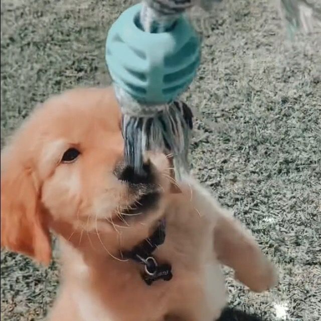 Profile Picture of ɕняιѕтαвєℓℓє ✿ ♥︎ (@cartllchris) on Tiktok