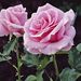 Profile Picture of Michele Kramer (@michelekramer71) on Pinterest