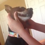 Profile Picture of Bo Osborne🐶 (@bo_is_sexier_than_you) on Instagram