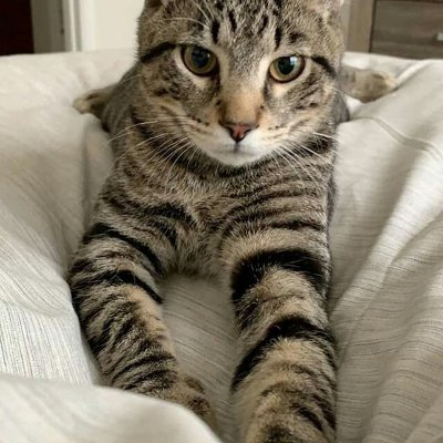 Profile Picture of Bobby Hummel (@Bobbyhummel9) on Twitter