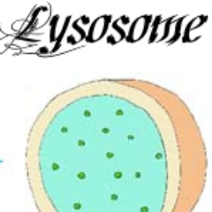 Profile Picture of Max Paulson Nick R (@lysosome4dawin) on Twitter