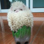 Profile Picture of mark_easy (@burthachpin) on Instagram