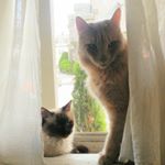 Profile Picture of Griffin and Roscoe 😼😸 (@insta_grahamcracker) on Instagram