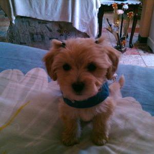 Profile Picture of Gisela Buenrostro (@giselabuenros) on Twitter