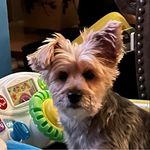 Profile Picture of Tracey Elvis-Weitzel (@tracey0206) on Instagram