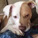 Profile Picture of September Lee Perreault🐶💕 (@septemberthequeen) on Instagram