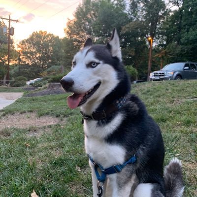 Profile Picture of Cesar Vargas-Torrico (@august_torrico) on Twitter