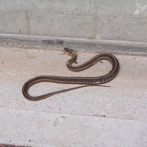 Profile Picture of David Chasseau (@dchaszo) on Myspace