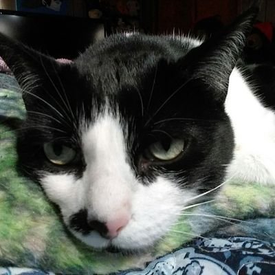 Profile Picture of Donna Pace (@Donnapa20087595) on Twitter