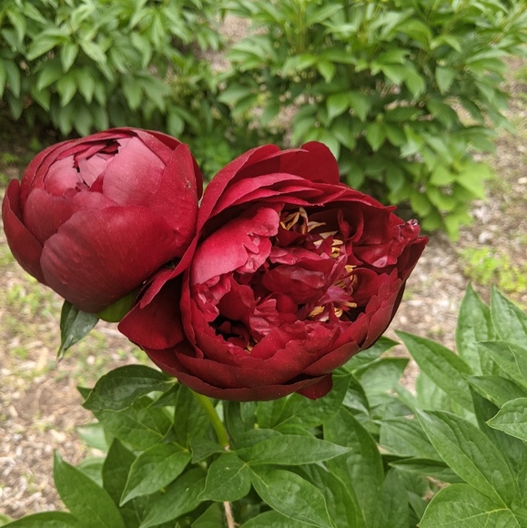 Profile Picture of Helen Vandoren (@hele8) on Poshmark