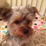 Profile Picture of Coconut Joe Cuthbert Chumpford (@coconutcuthbertchumpford) on Instagram