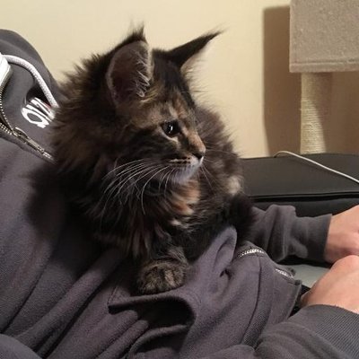 Profile Picture of Alex Kuang (@klhxela) on Twitter