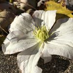 Profile Picture of Amy Scholes (@amscholes_photo_acc) on Instagram