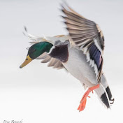 Profile Picture of Steve Ivanov (@steveivanov7291) on Youtube