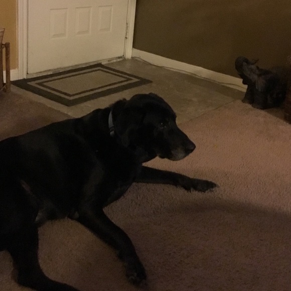 Profile Picture of Elisabeth Andrews (@elisabethanie) on Poshmark