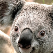 Profile Picture of Kevin Robledo (@kevinrobledo8850) on Youtube