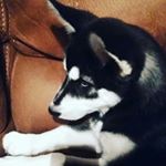 Profile Picture of maddie(51 pets)single pringle (@mistycarlisle789) on Instagram